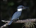 _4SB8710 belted kingfisher female